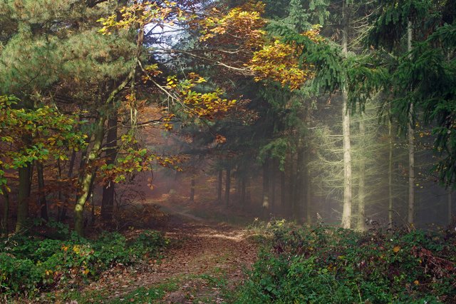 Pfälzer Wald | Foto: Ilona Schäfer