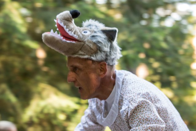 Wolf auf der Jagd. | Foto: Roland Kohls