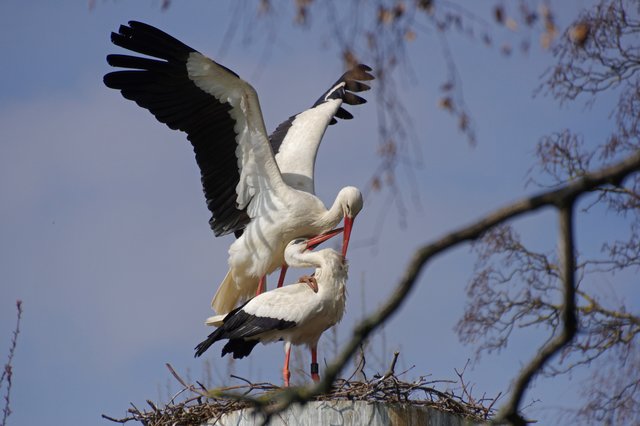 Storchenhochzei, Vogelpark Bobenheim-Roxheim | Foto: Ilona Schäfer