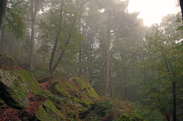 Pfälzer Wald | Foto: Ilona Schäfer