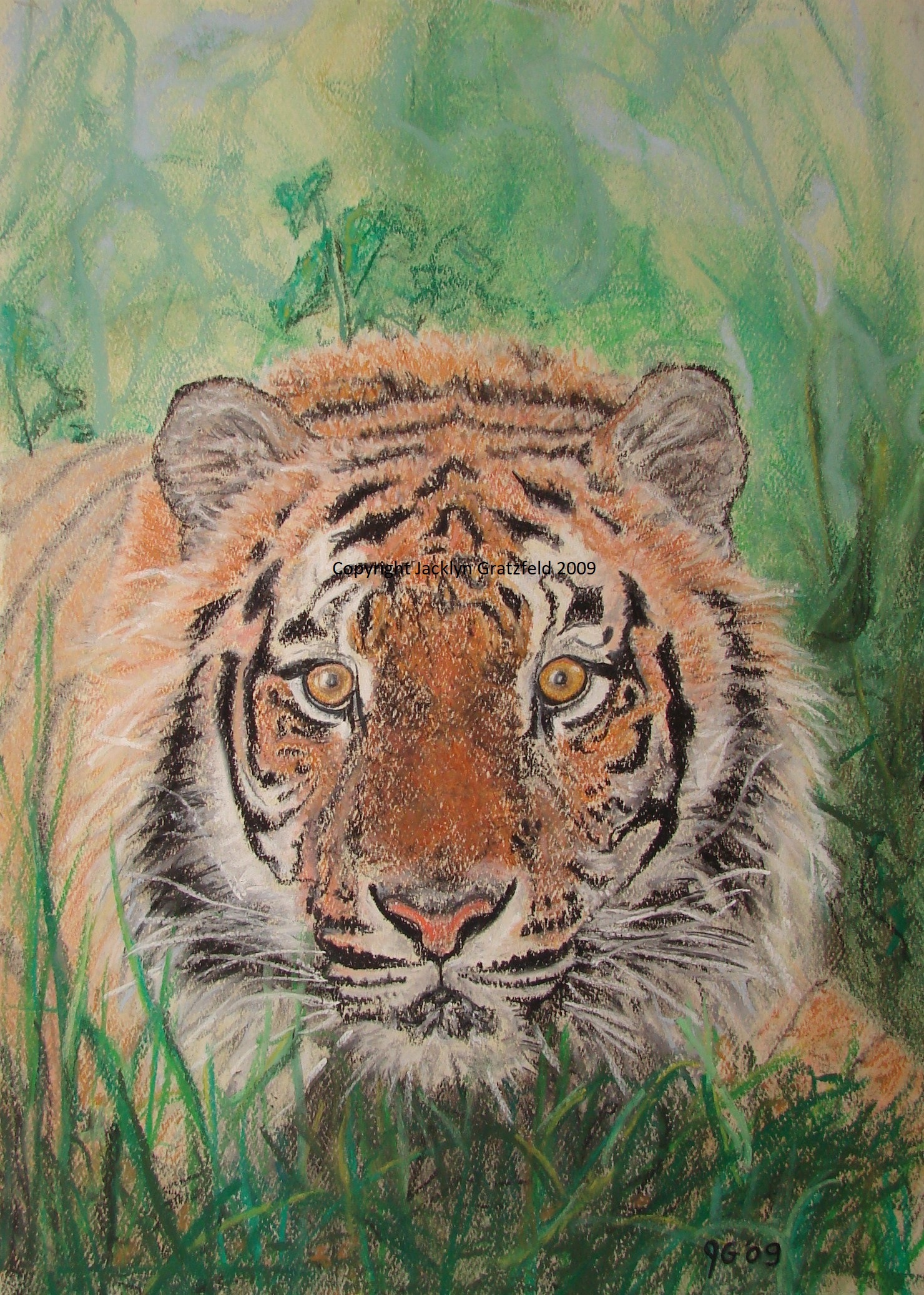 Sumatra Tiger