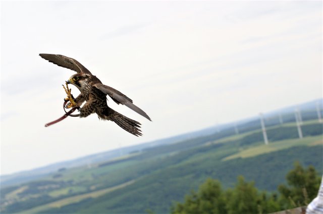 Futter im Flug - Potzberg
