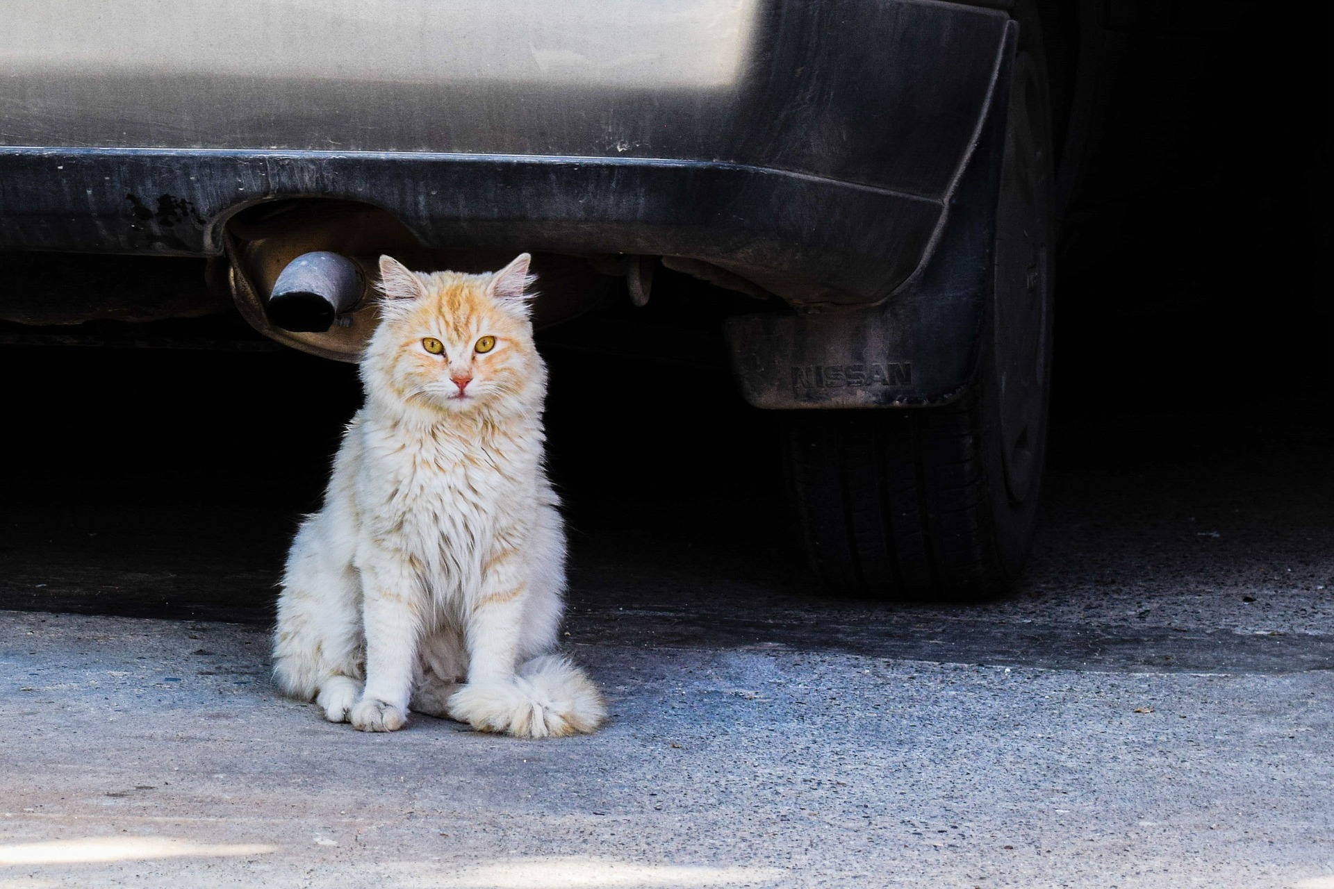 Um eine Kollision mit der Katze zu vermeiden, lenkte eine 20-jährige Ford Ka Fahrerin ihren PKW nach links und prallte gegen ein Verkehrszeichen.