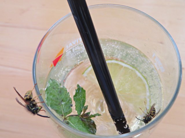 Hugo mit Einlage | Foto: Brigitte Melder