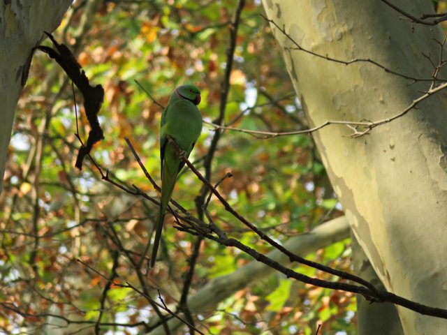 Halsbandsittich gut getarnt | Foto: Brigitte Melder