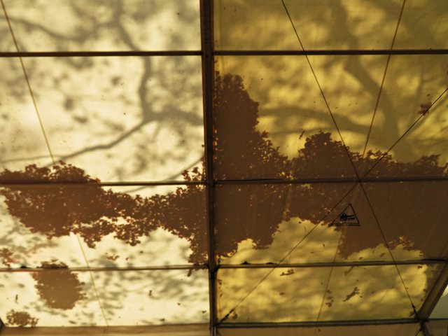 Ein Laubdach - es wird Herbst | Foto: Brigitte Melder