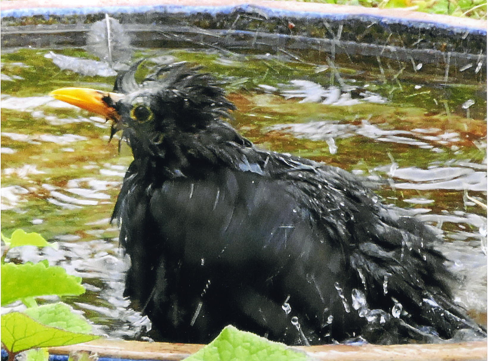 Amsel in der Mauser