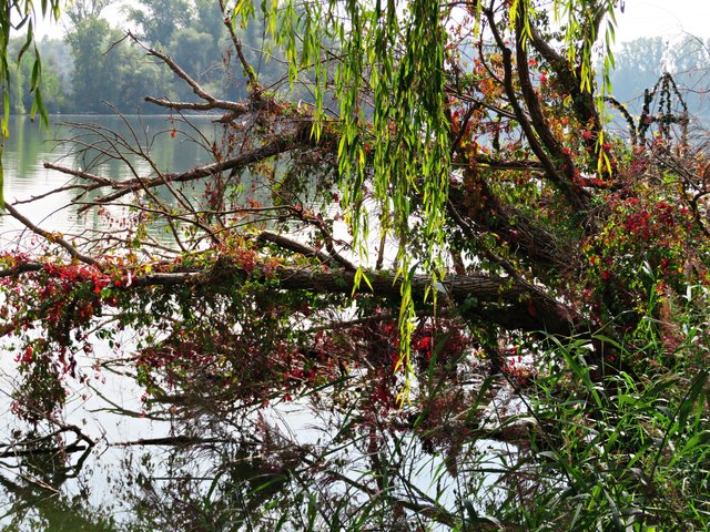 Am Altrhein | Foto: Brigitte Melder