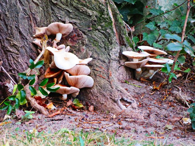 Es wird Herbst, die Pilze wachsen | Foto: Brigitte Melder