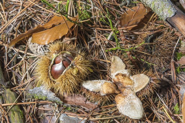 Kastanienzeit | Foto:  