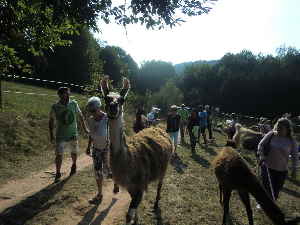 Mitglieder des Vereins SÜW Annweiler spazieren mit den Lamas durch den Pfälzer Wald.
