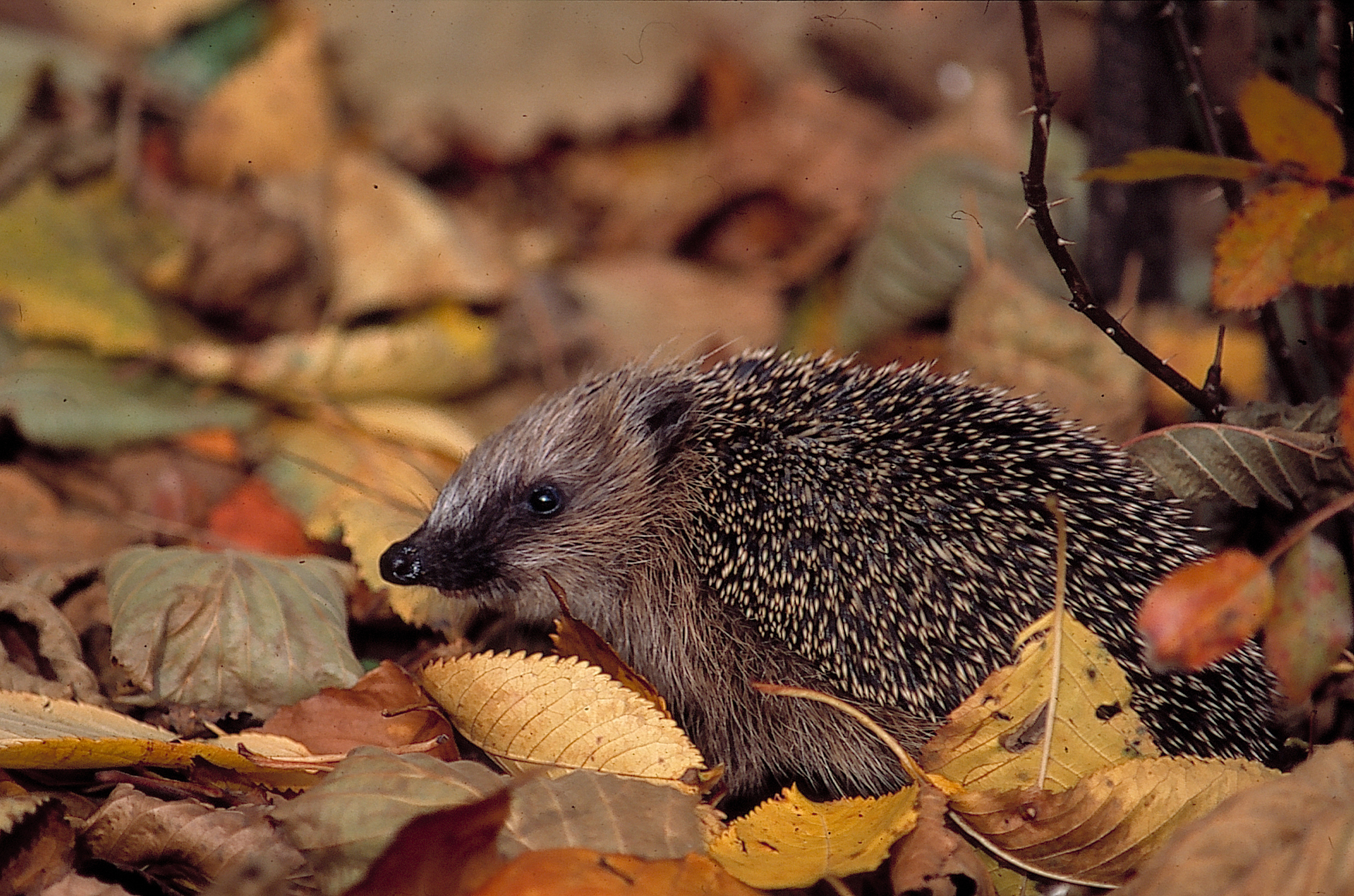 Igel im Laub.