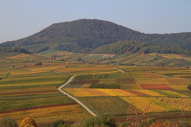 Herbstliche Weinberge von der "Kleinen Kalmit" aus 