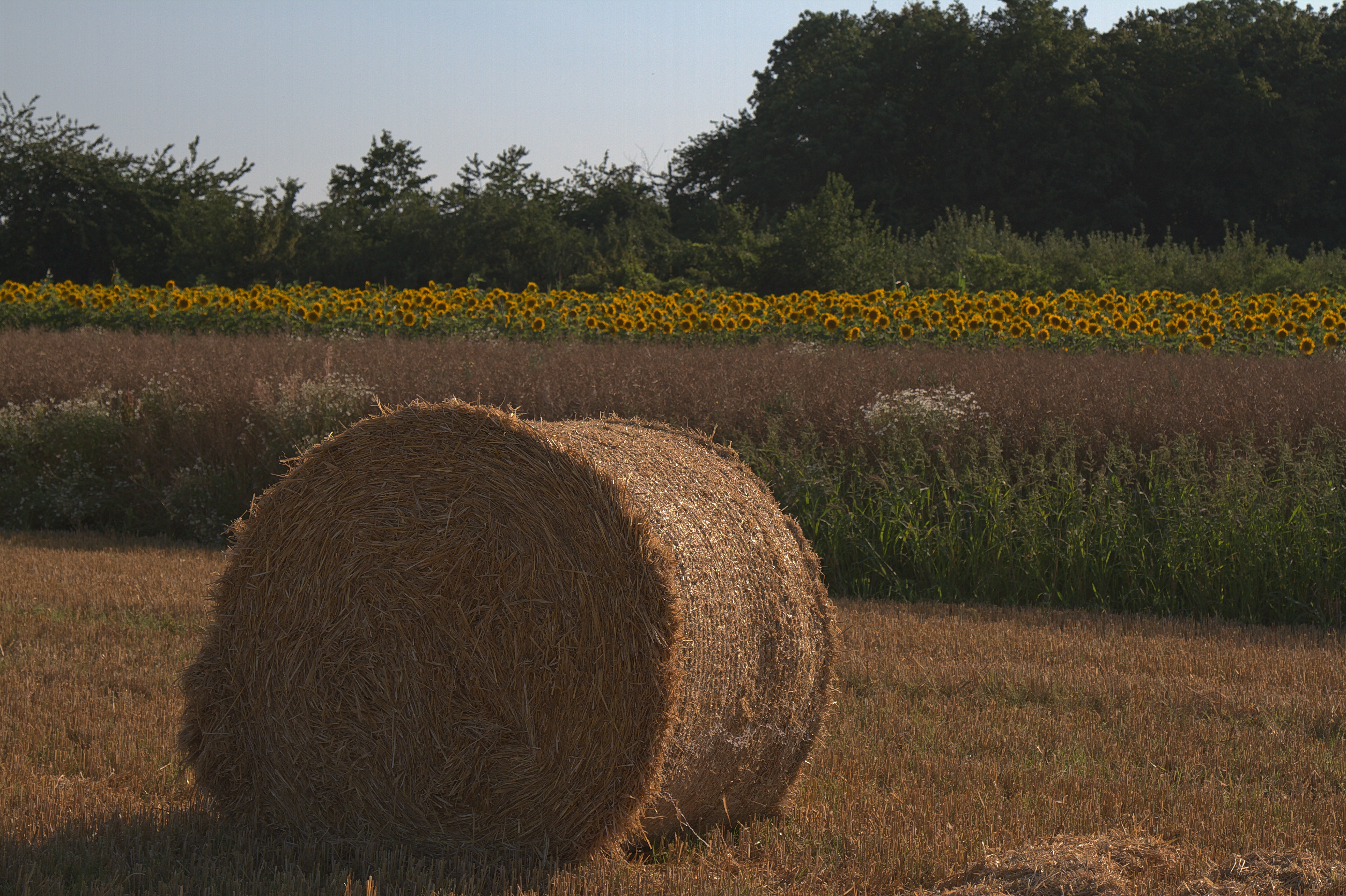 Sonnenblumen bei Kandel