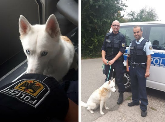 Der Fundhund, der auf der B9 bei Scheibenhardt gefunden wurde.