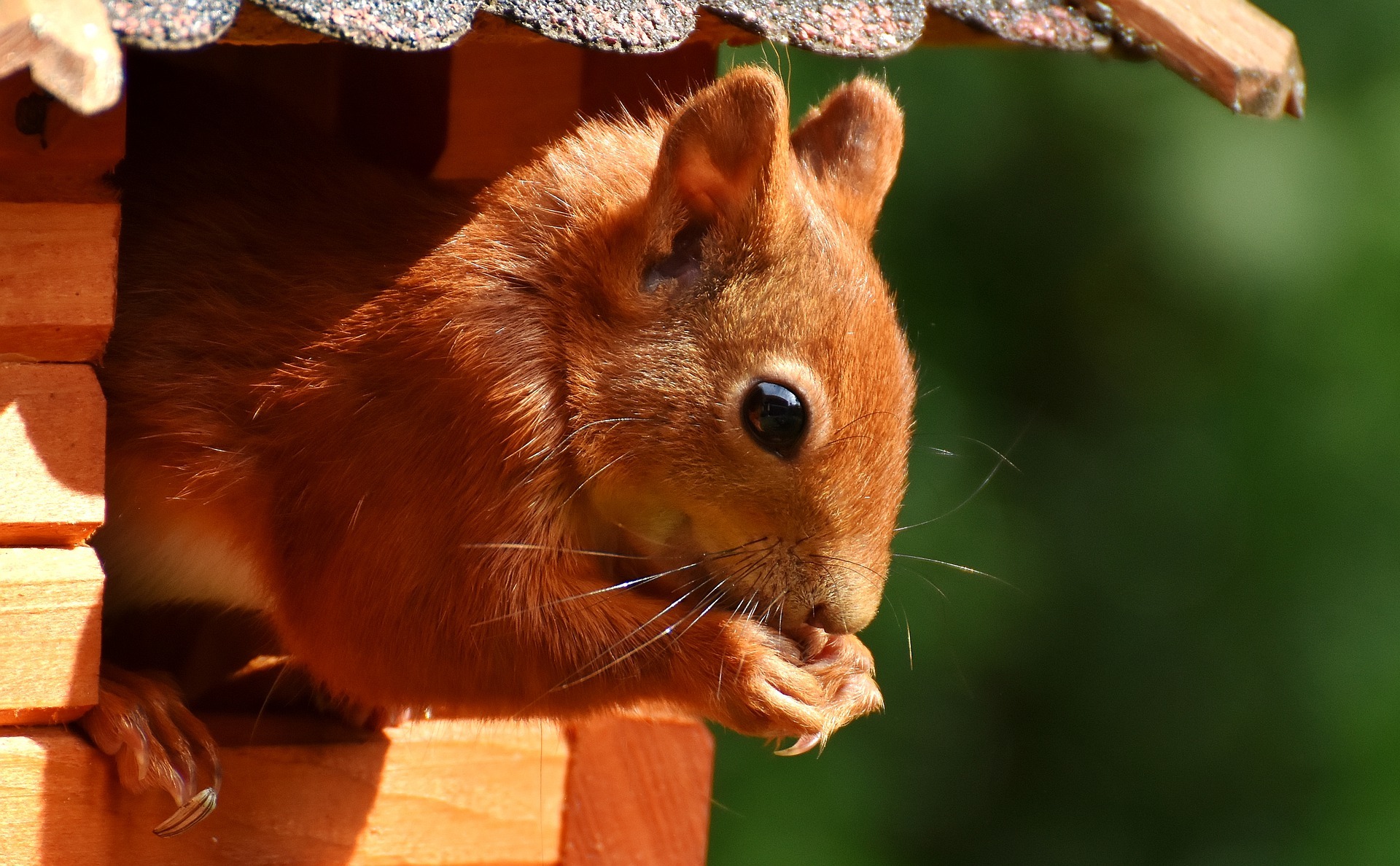 Eichhörnchen finden in diesem Herbst weniger zu fressen. Durch die lange Hitze ist die Nüsseernte schlechter als im Vorjahr.