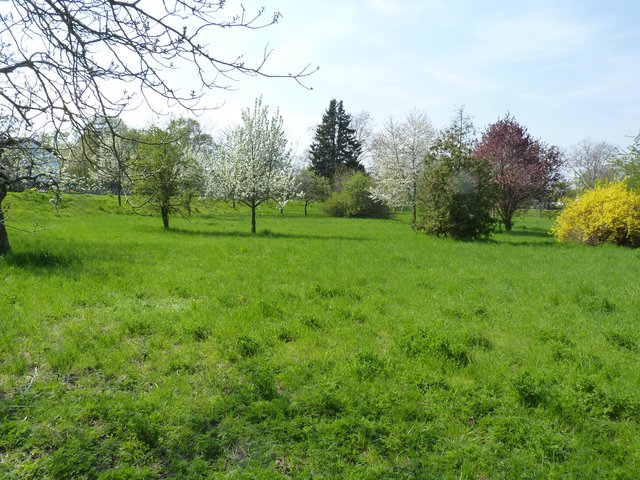 Streuobstwiese Klostergärten | Foto: Klaus Bamberger