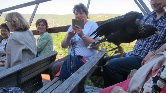 Falklandkarakara Jack auf Burg Guttenberg in Aktion | Foto: Kristin Hätterich