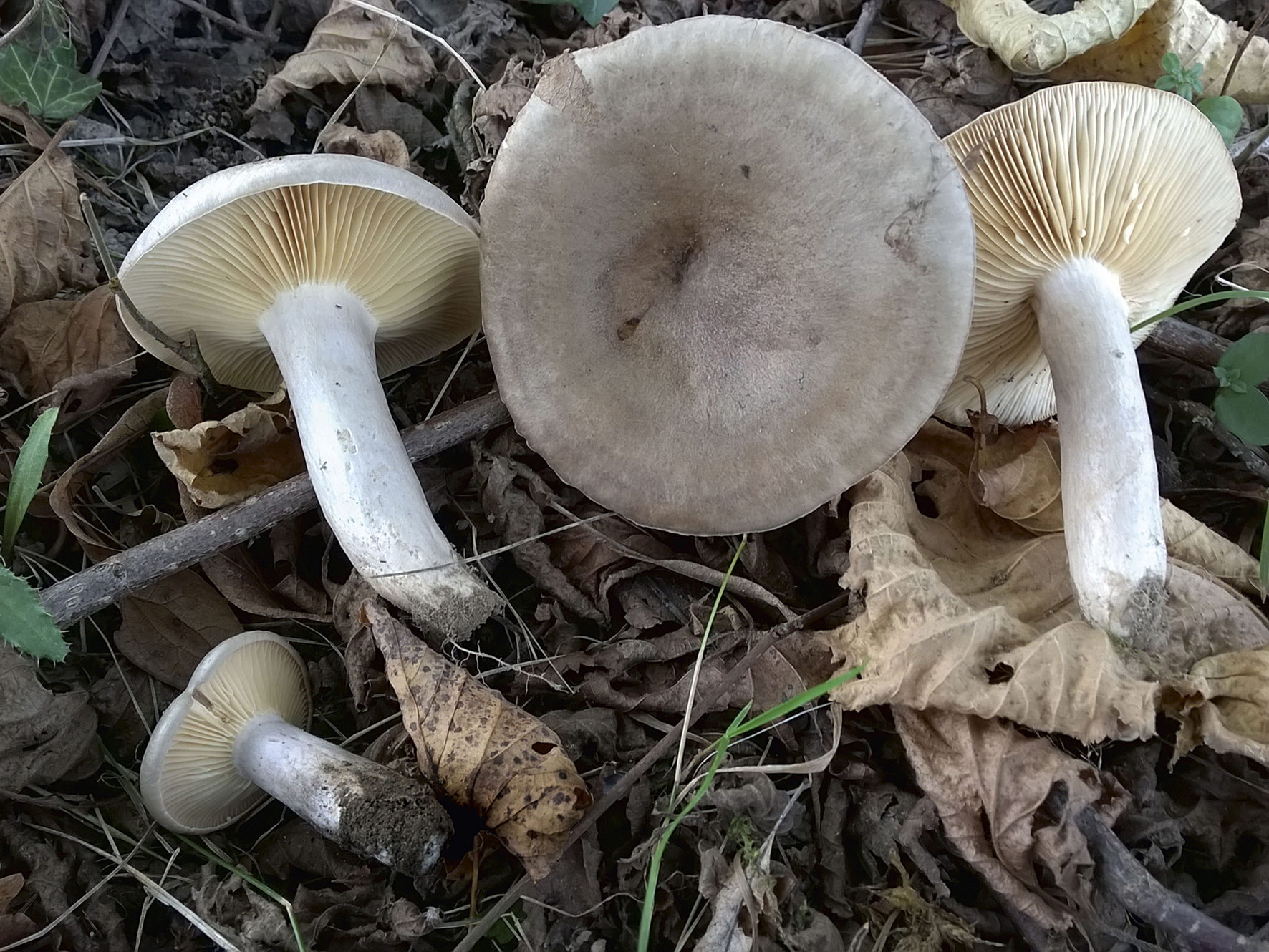 Pilze2018_SMNK_Haselmilchling