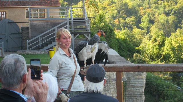 Flugshow der Deutschen Greifenwarte auf Burg Guttenberg | Foto: Kristin Hätterich