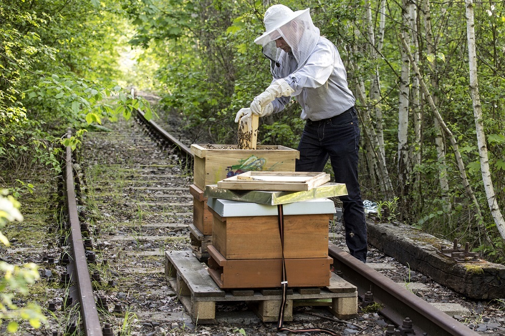 Bienen an alten Streckenabschnitten