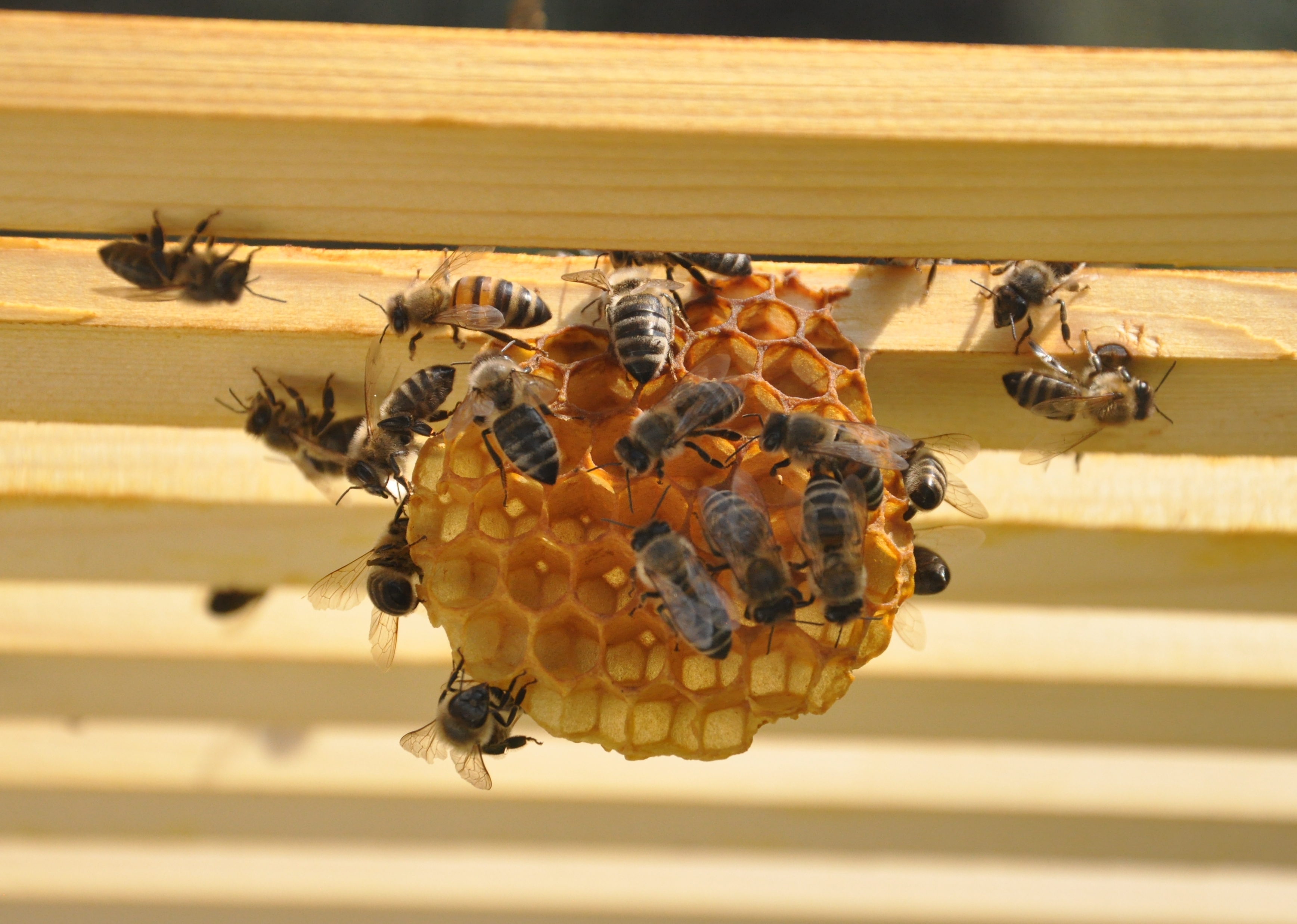 Baubienen bei der Arbeit. Foto: Pfalzmuseum für Naturkunde