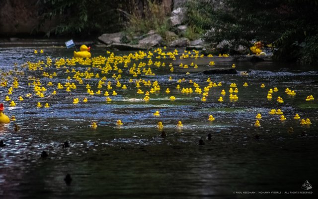 Bruchsaler Entenrennen am 15. September | Foto: Paul Needham