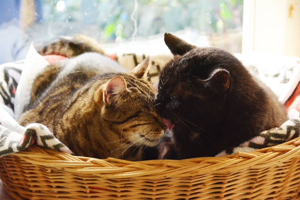 Opa Albert (rechts) ist ein richtiger Casanova: Hier schmust der ehemals wilde und heute sehr gelassene und streichelbegeisterte Kater mit Jane, einer seiner zahlreichen Freundinnen. Er hat in der Neureuter Auffangstation einen Gnadenplatz auf Lebenszeit gefunden und übt auf die "Damenwelt" eine magische Anziehungskraft und beruhigende Wirkung aus. Die Arbeit der Katzenhilfe wurde von Fressnapf mit dem "Engagement des Jahres"-Award ausgezeichnet.
