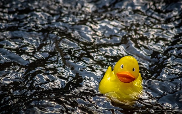 Bruchsaler Entenrennen am 15. September | Foto: Paul Needham
