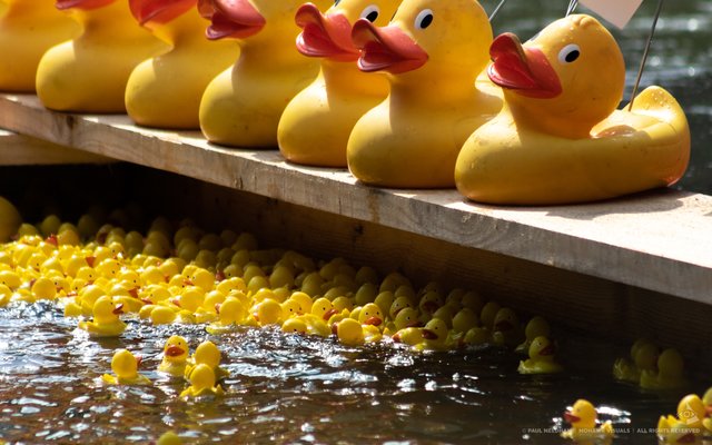 Bruchsaler Entenrennen am 15. September | Foto: Paul Needham