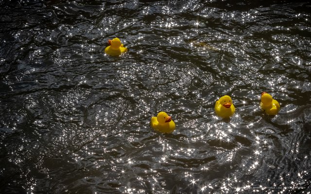 Bruchsaler Entenrennen am 15. September | Foto: Paul Needham
