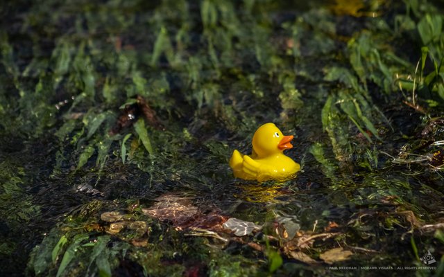 Bruchsaler Entenrennen am 15. September | Foto: Paul Needham