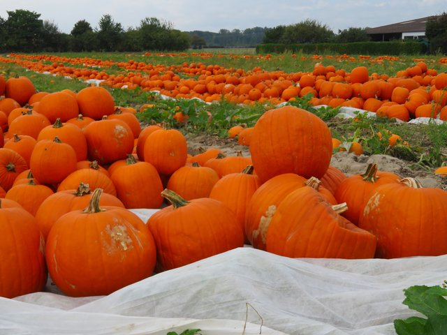 Kürbisernte | Foto: Brigitte Melder
