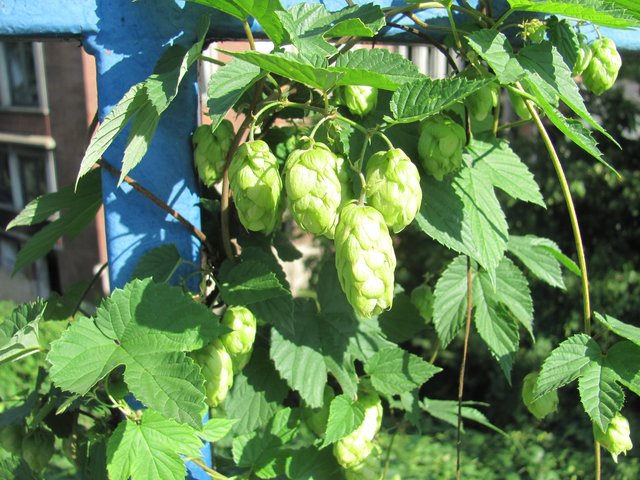 der Hopfen wächst den Hang hinauf