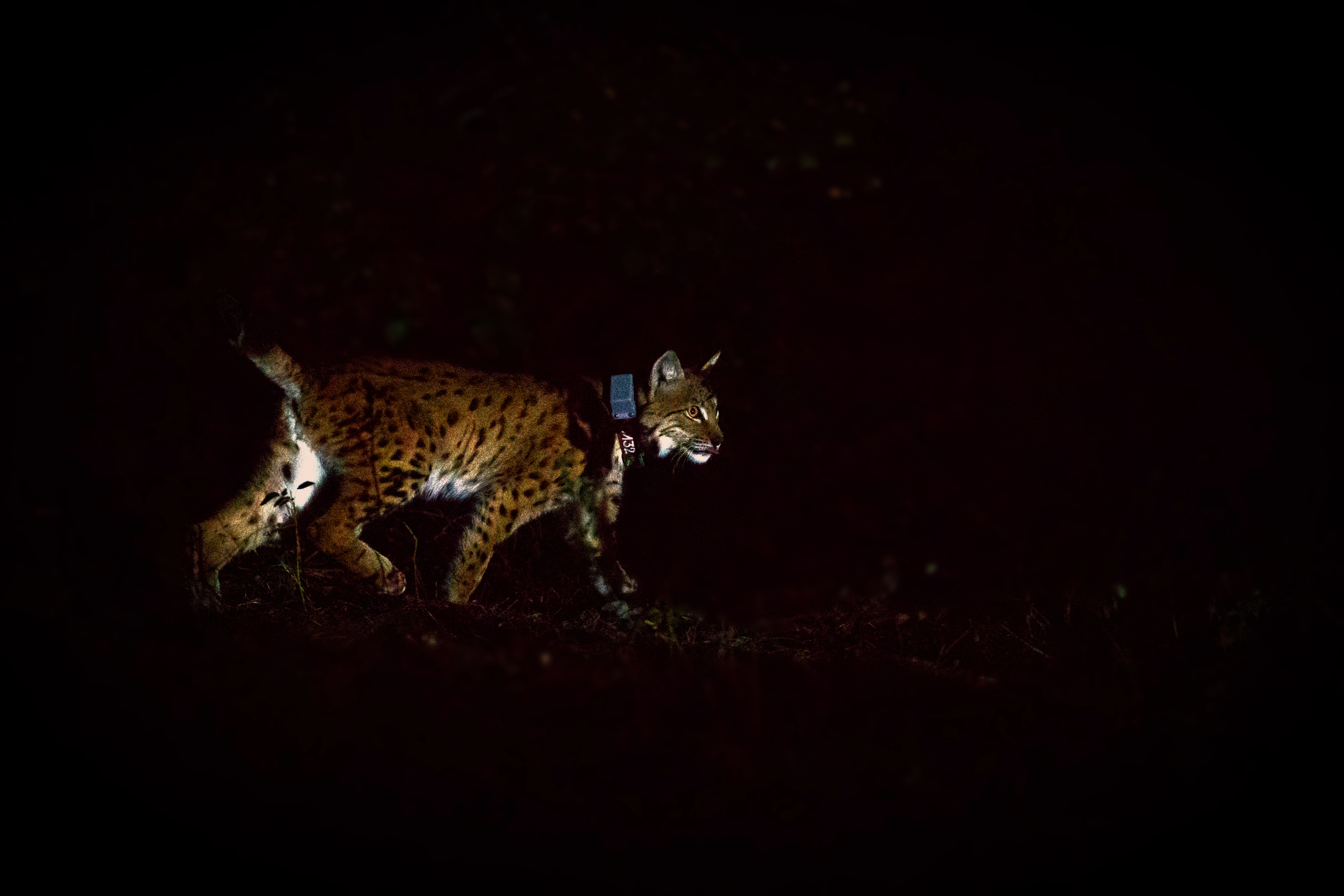 Die Wege von Luchs Alfi können dank des GPS-Sendehalsbands genau beobachtet werden Foto: Cornelia Arens KLICKFaszination/SNU RLP / ps