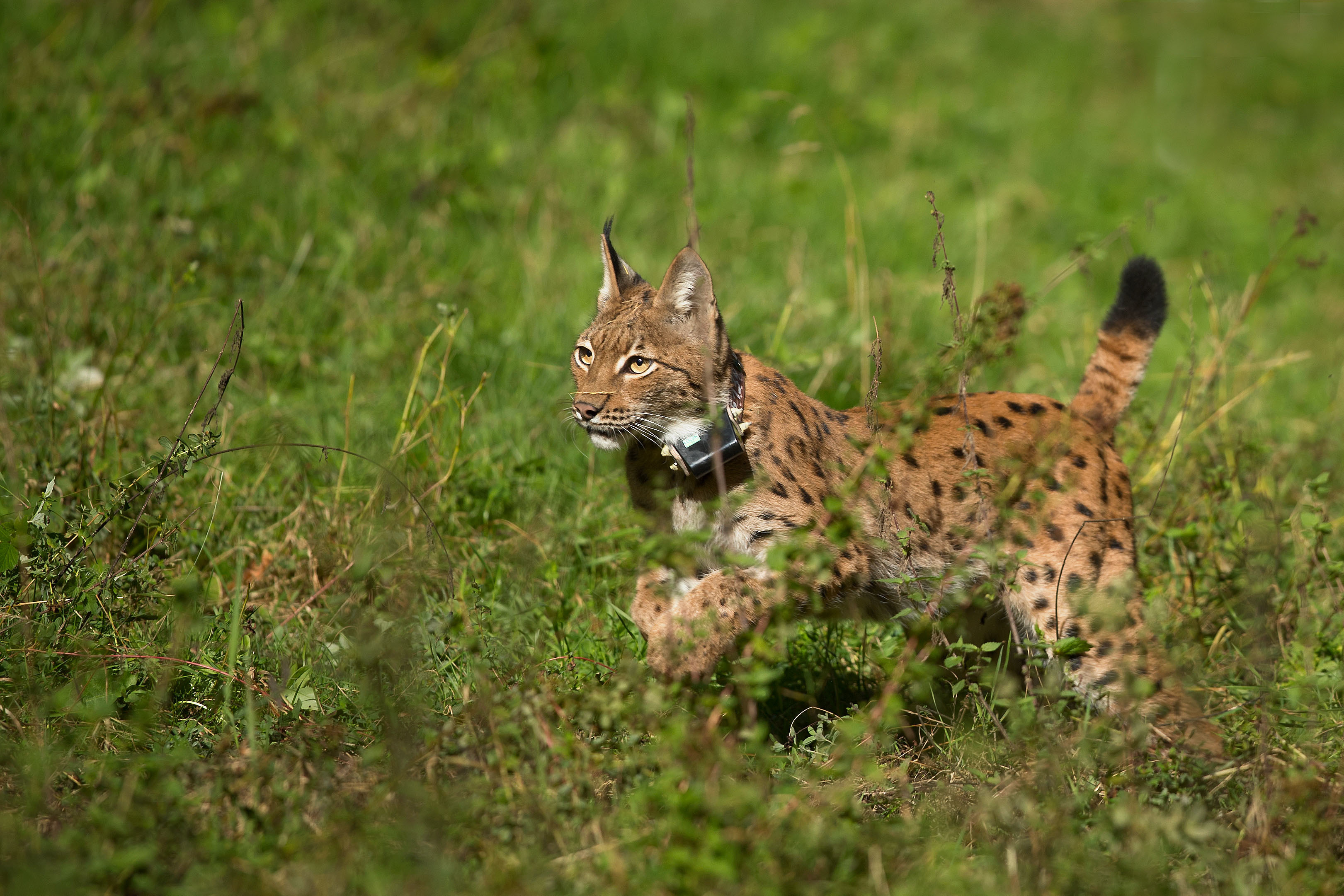 Wrano ist der sechste Luchs aus der Slowakei, der im Pfälzerwald freigelassen wurde Foto: Cornelia Arens/KlickFaszination/SNU RLP