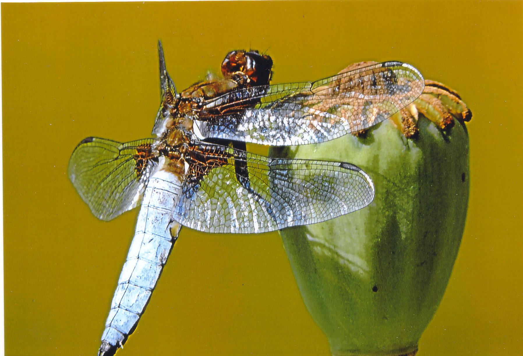 Männliche Plattbauchlibelle