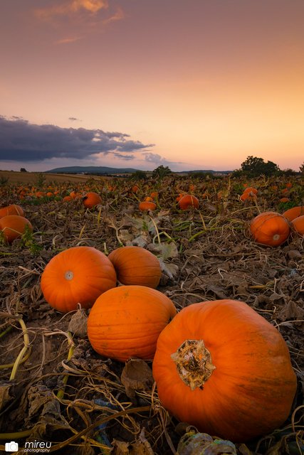 Kürbiszeit der Herbst ist da! | Foto: Michaela Reuß - MiReu Photography