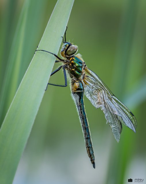 Falkenlibelle, frisch geschlüpft. | Foto: Michaela Reuß - MiReu Photography