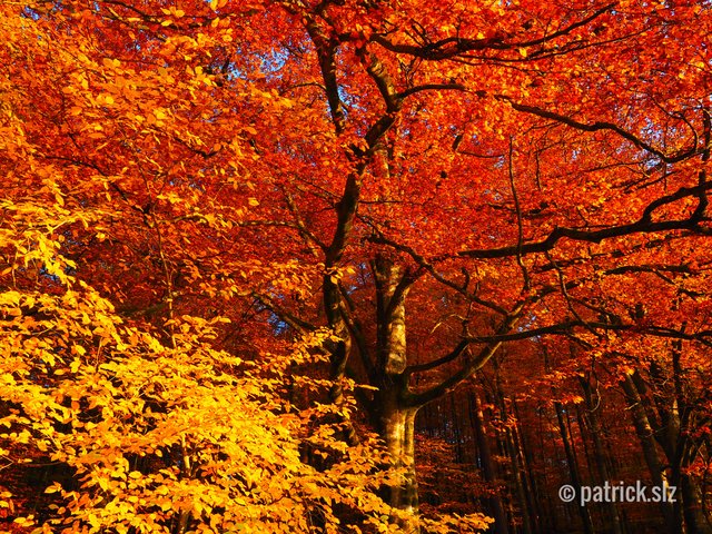 Bunte Herbststimmung im Pfälzer Wald. | Foto: patrick.slz