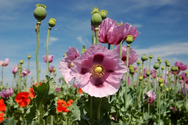 Mohn für Mohnöl bei Rheinzabern