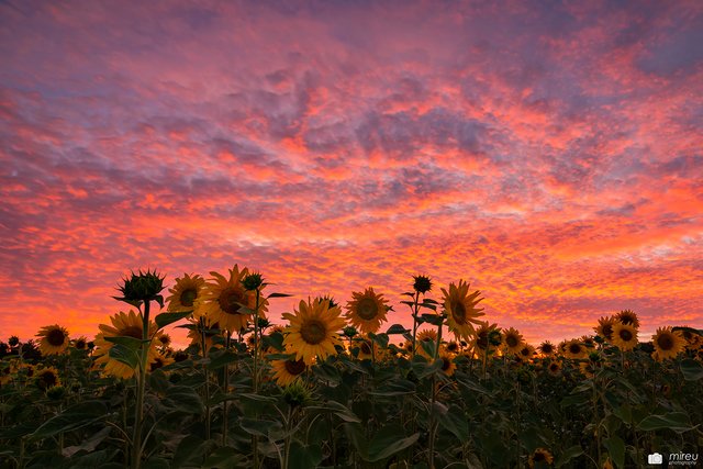 Sonnenblumen im Sonnenuntergang | Foto: Michaela Reuß - MiReu Photography