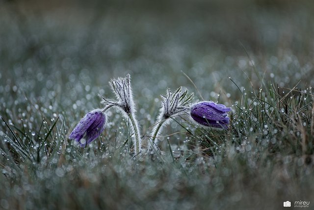 Wilde Pulsatilla vulgaris - Kuhschelle im Morgentau | Foto: Michaela Reuß - MiReu Photography