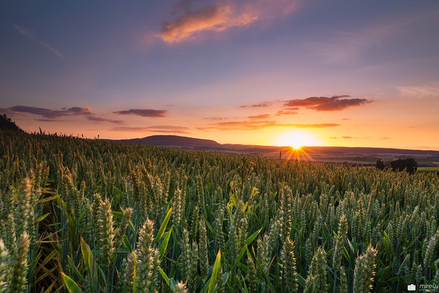 Sonnenuntergang am Dachsberg | Foto: Michaela Reuß - MiReu Photography