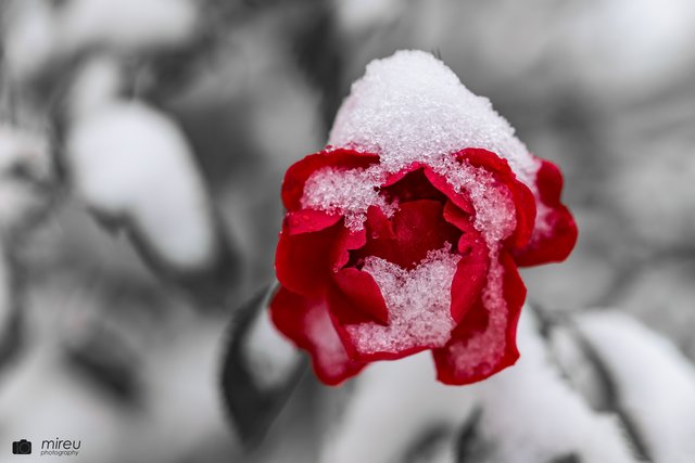Rose im Winter | Foto: Michaela Reuß - MiReu Photography