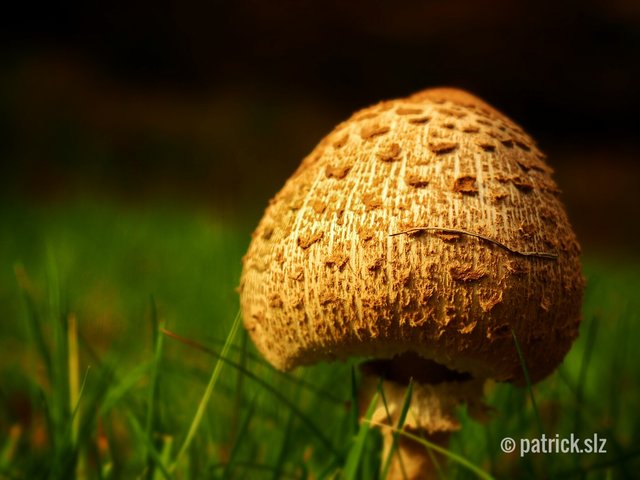 Junger Parasolpilz im schönen Grün. (Fischbach bei Dahn) | Foto: patrick.slz
