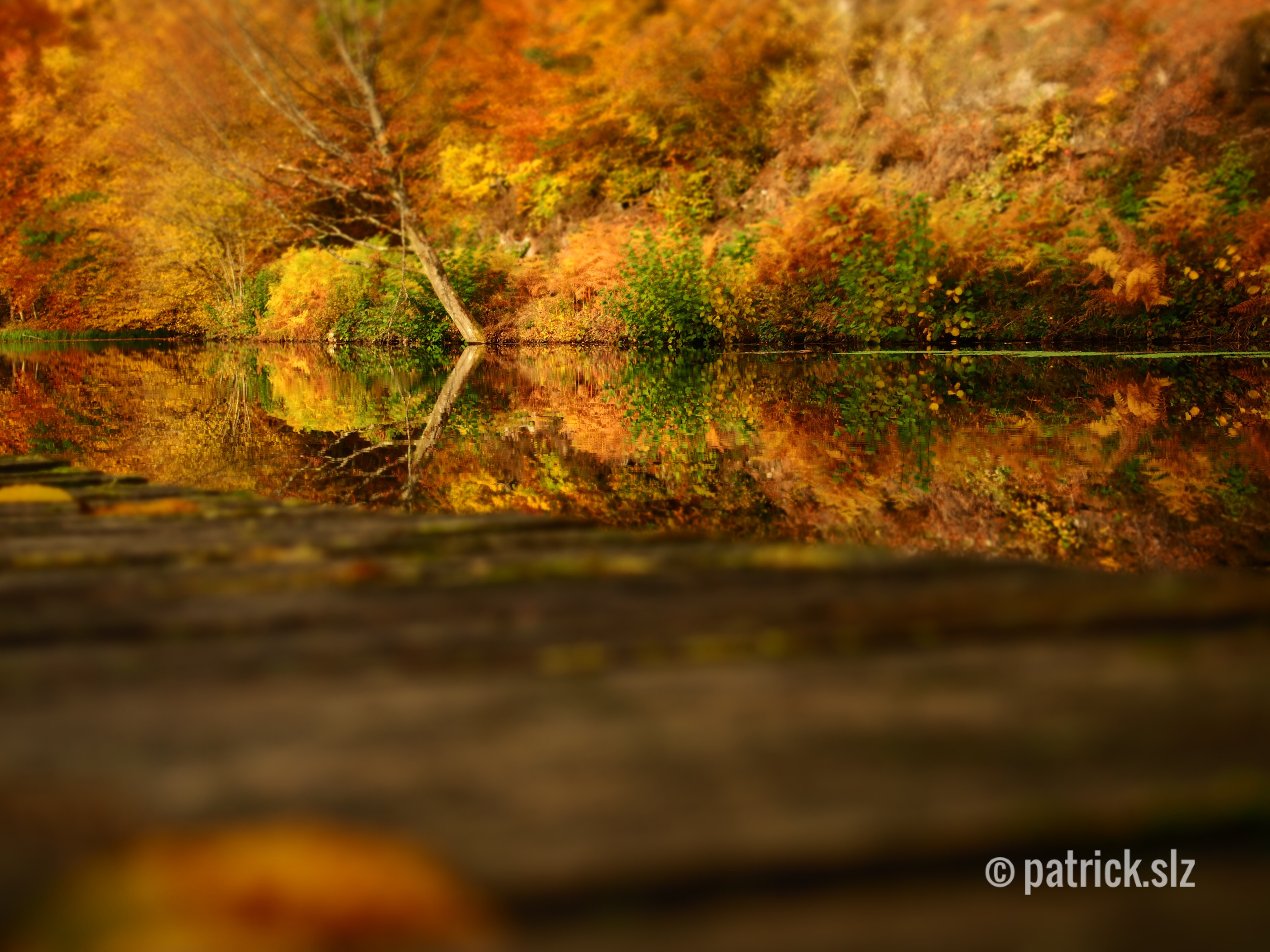 Stimmungsvolle Spiegelung der Herbstfarben im Fischweiher. (Fischbach bei Dahn)