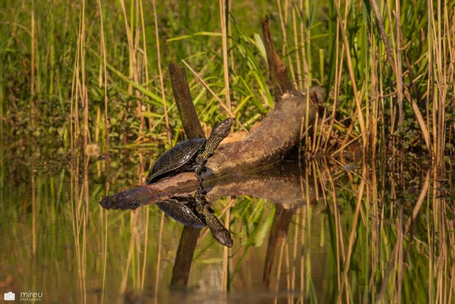 Europäische Sumpfschildkröte in der Erdekaut. Leider ein Tier welches ausgesetzt wurde. Zusammen mit einigen Rotwangen - und Gelbwangenschmuckschildkröten lebt das kleine Phantom nun im Donnersbergkreis. | Foto: Michaela Reuß - MiReu Photography