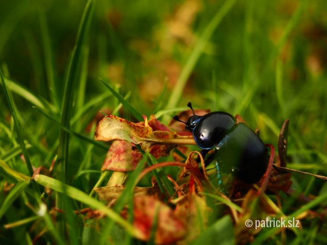 Mistkäfer auf Wanderschaft. (Pfälzer Wald) | Foto: patrick.slz