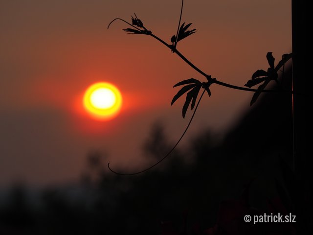 Traumhafter Sonnenuntergang im heimischen Garten. (Pfalz) | Foto: patrick.slz